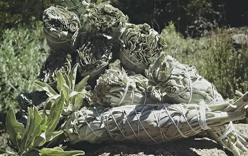 Five white sage bundles are arranged in a circular pattern against a plain background. Each bundle is tightly wrapped with string, showing the dried leaves and stems.